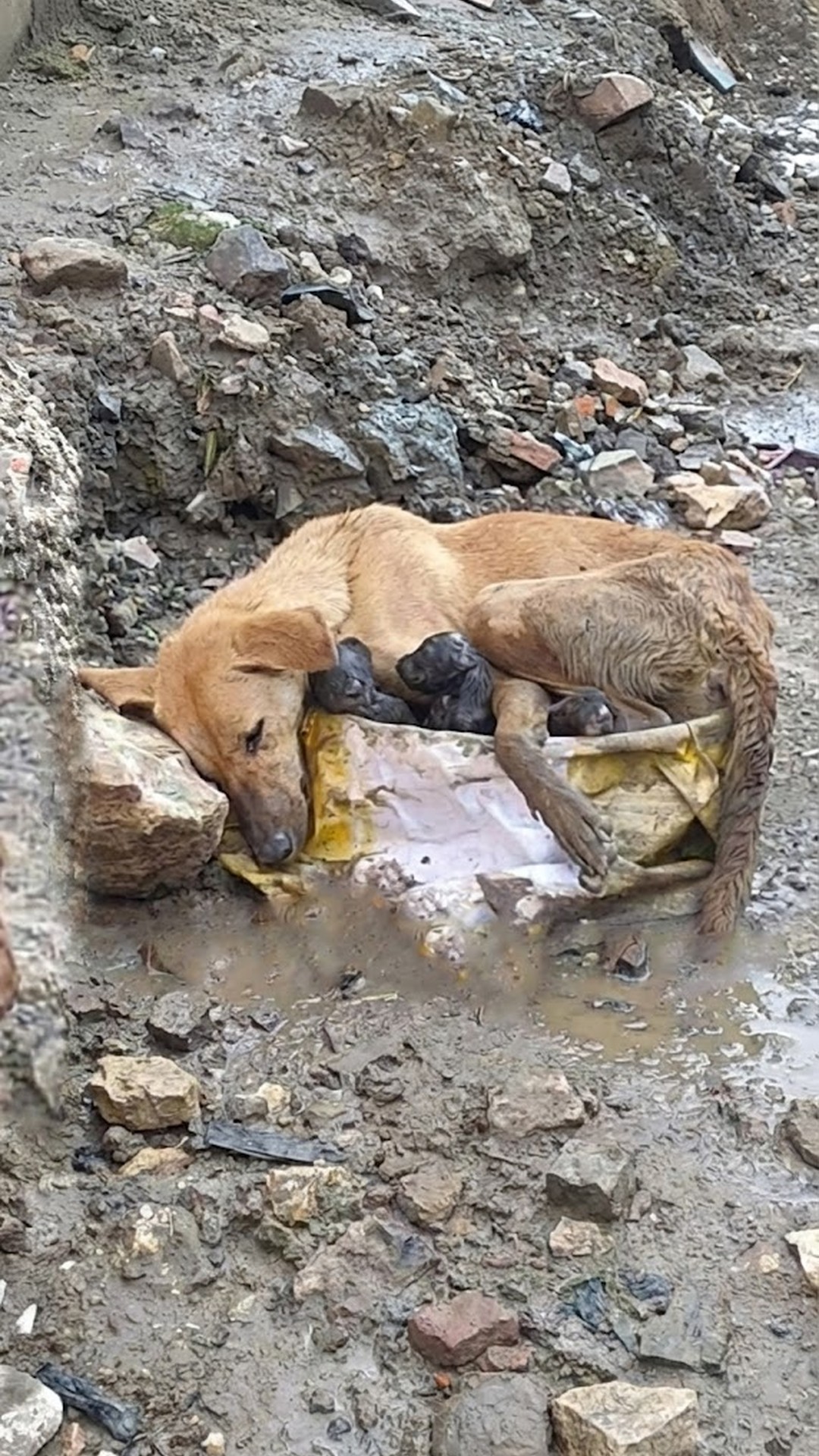 Rescue Family Thrives After Mother Dog's Harrowing Birth Among Rubble