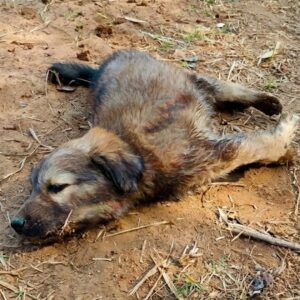 Dharma's Journey Over Two Weeks: From Dragging to Standing
