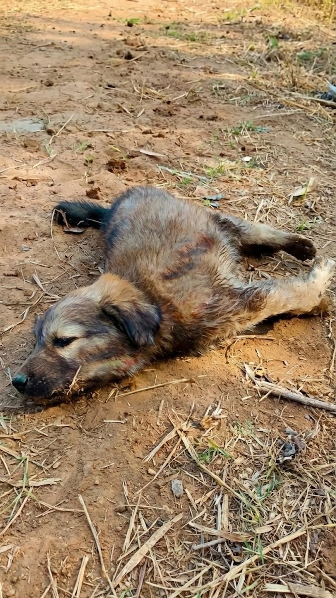 Dharma's Journey Over Two Weeks: From Dragging to Standing