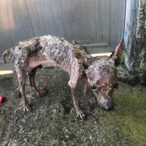 Tiny Ronaldinho Defies Odds with Determined Appetite After Rescue