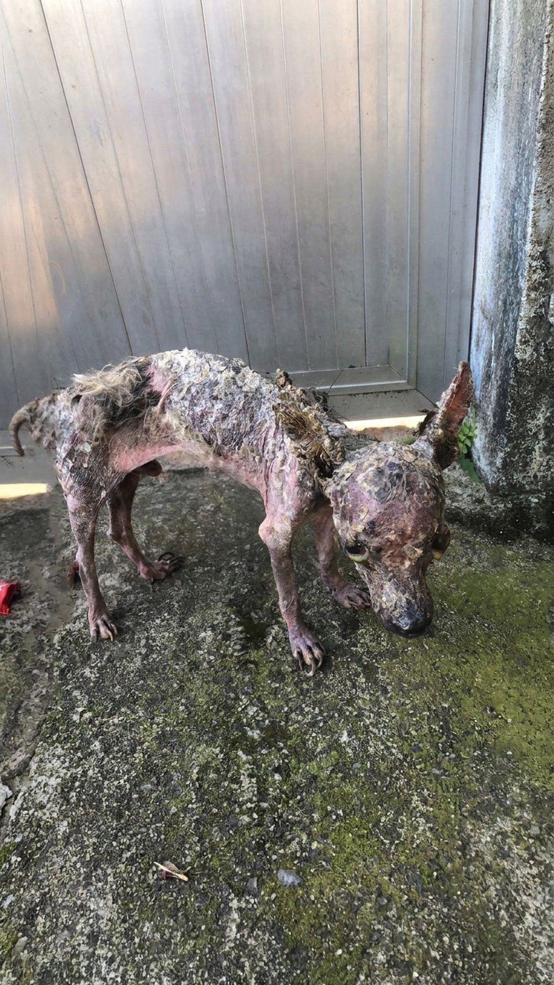 Tiny Ronaldinho Defies Odds with Determined Appetite After Rescue