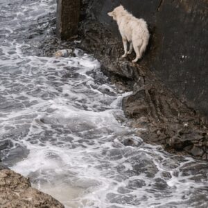 A Dog’s Fearful Night Ends in a Community’s Brave Rescue