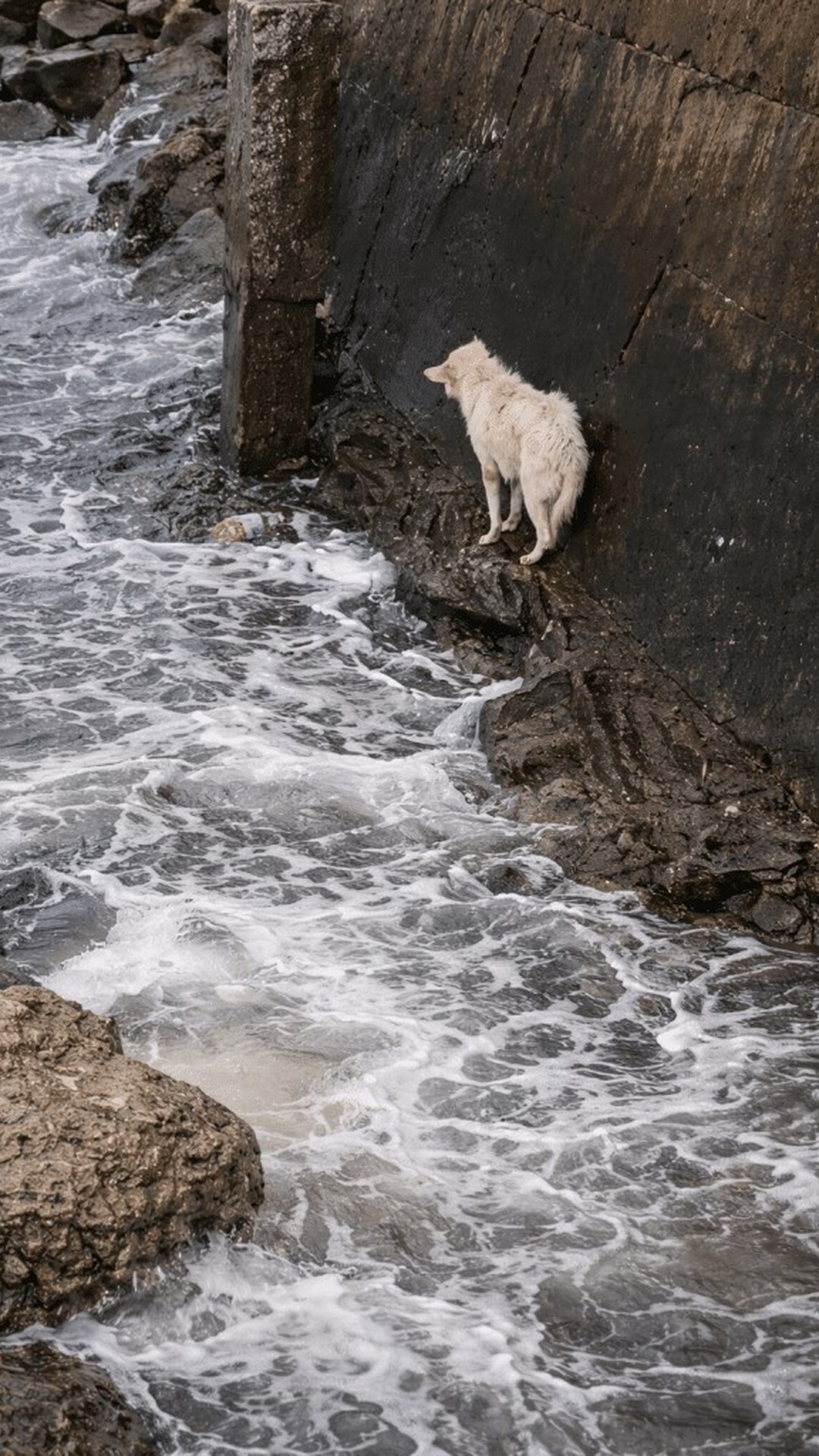 A Dog’s Fearful Night Ends in a Community’s Brave Rescue