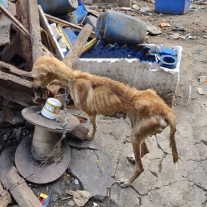 From Starvation to Security: Olive's Rescue and Recovery Journey