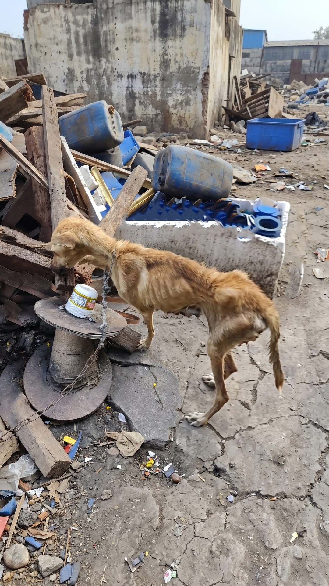 From Starvation to Security: Olive's Rescue and Recovery Journey