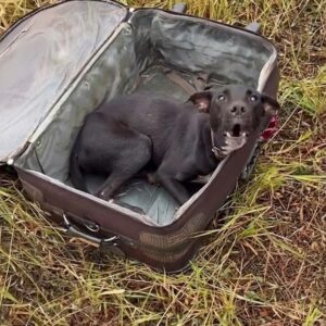 From Darkness to Home: Julius's Journey from Suitcase to Safety