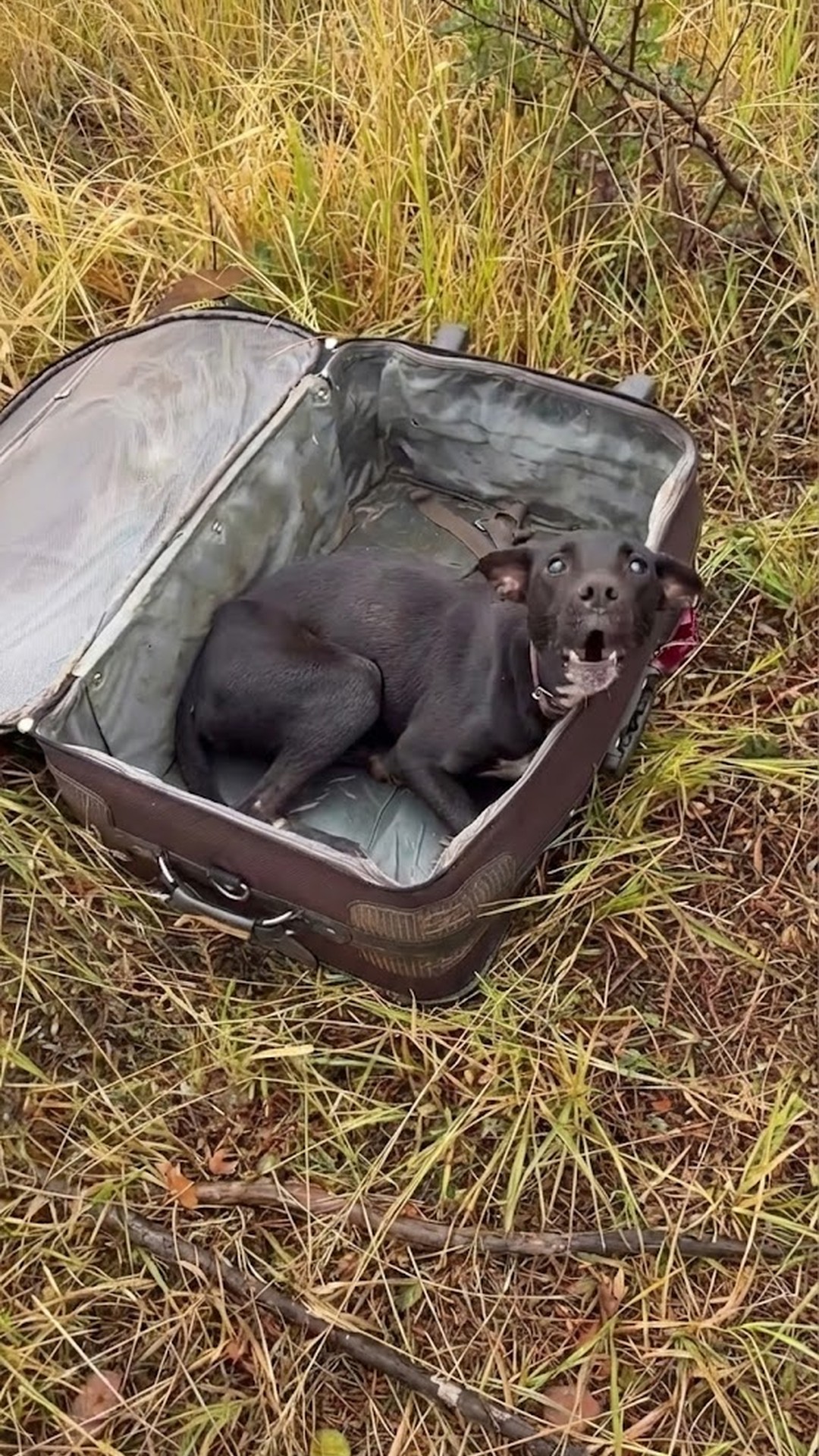 From Darkness to Home: Julius's Journey from Suitcase to Safety