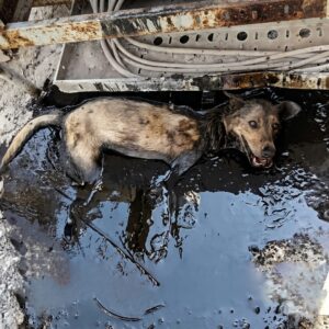 Zana's Rescue: From Industrial Tar to Winter Freedom in Finland