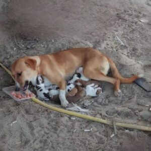 Rescue of Rosie and Her Eight Puppies from a Scorching Roadside