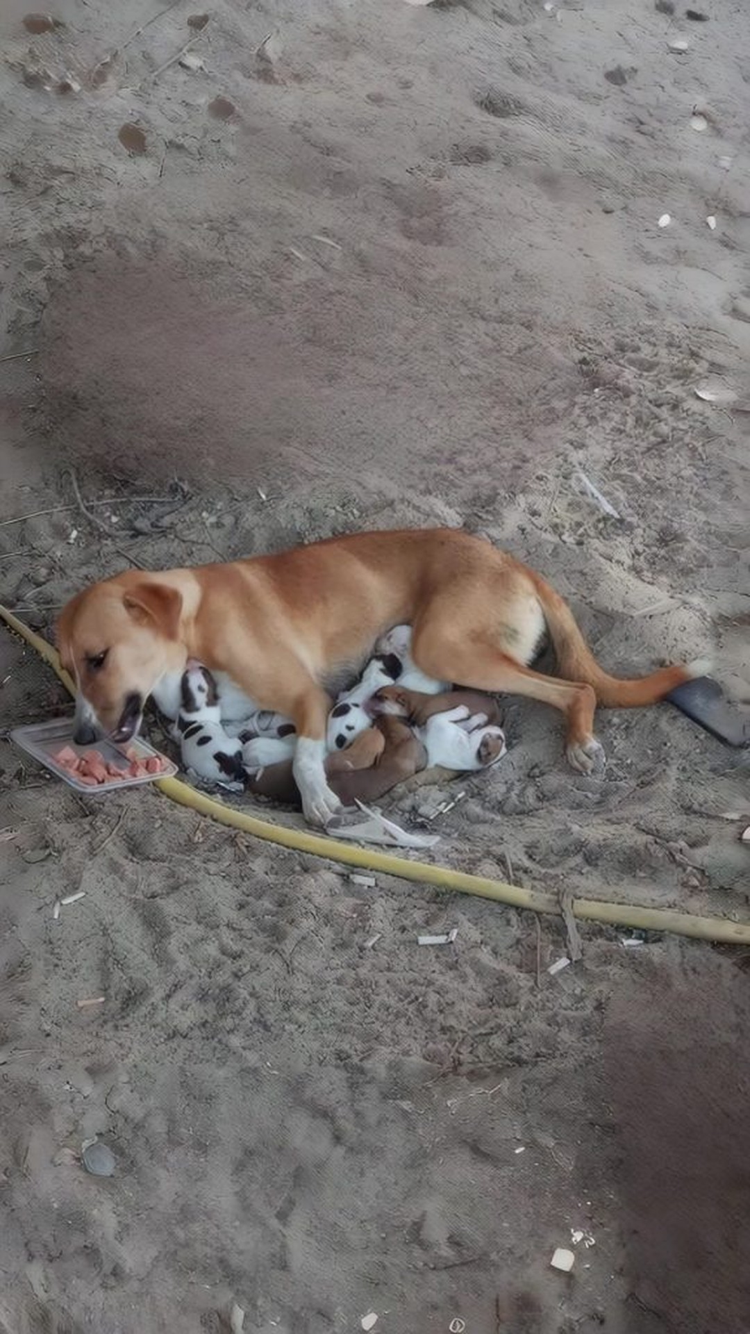 Rescue of Rosie and Her Eight Puppies from a Scorching Roadside