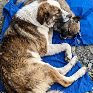 Nine-Year-Old Boy Rescues Injured Puppy Using His Own Shirt