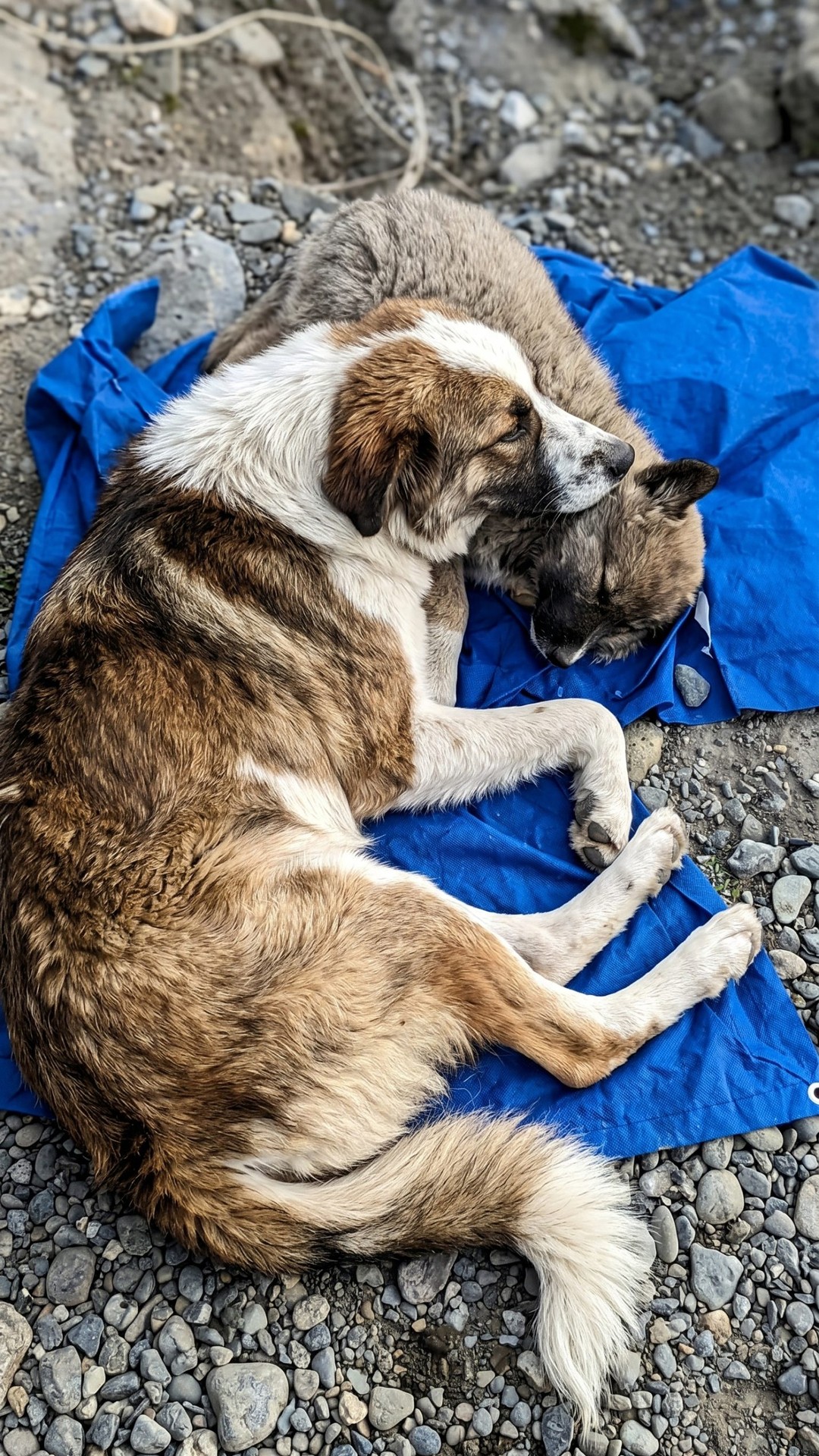 Nine-Year-Old Boy Rescues Injured Puppy Using His Own Shirt