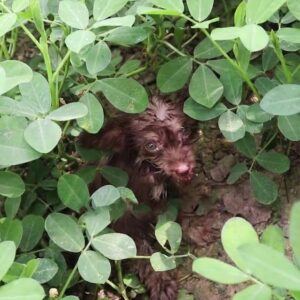 Tiny Puppy Found Alone Beside Trash Begins Journey to Safety