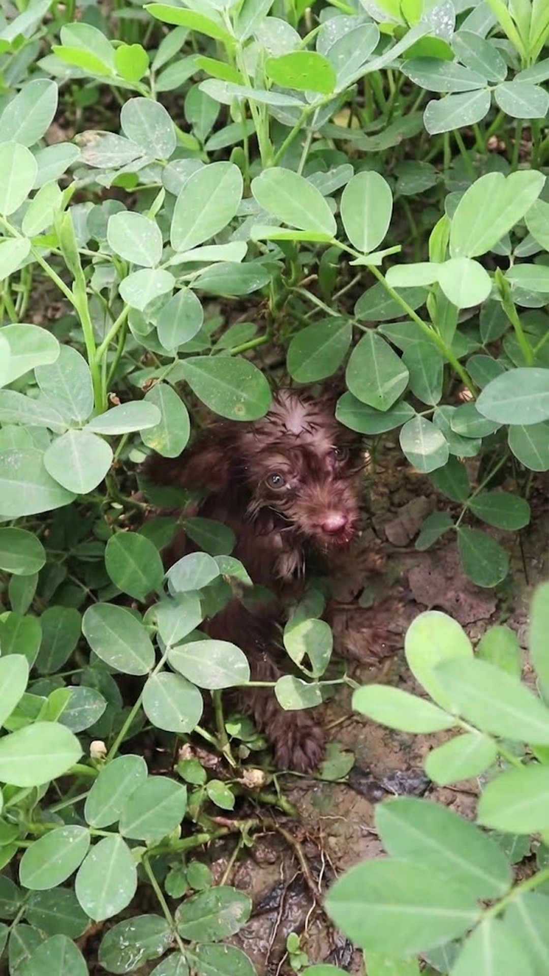 Tiny Puppy Found Alone Beside Trash Begins Journey to Safety