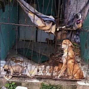 Mother Dog Watches Over Puppies as Rescue Team Breaks Through Locked Door