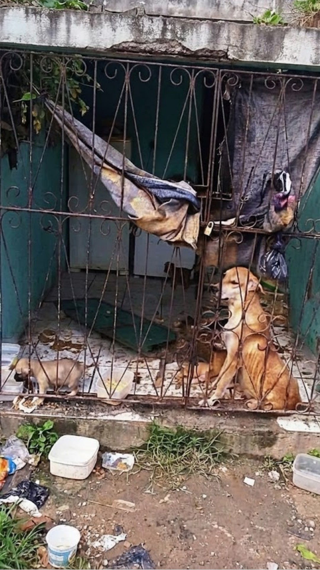 Mother Dog Watches Over Puppies as Rescue Team Breaks Through Locked Door