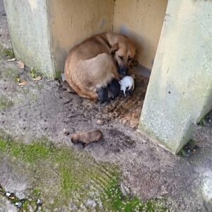 Ingrid the Mother Dog and Her Nine Puppies Thrive After Rescue from the Streets