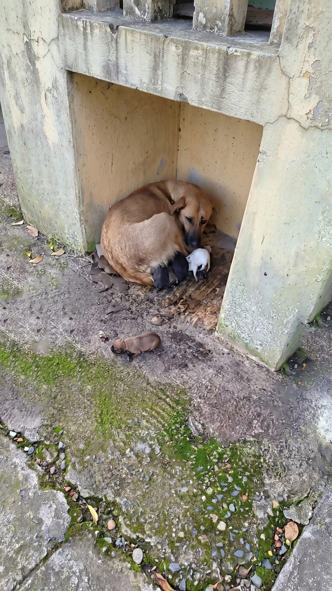 Ingrid the Mother Dog and Her Nine Puppies Thrive After Rescue from the Streets