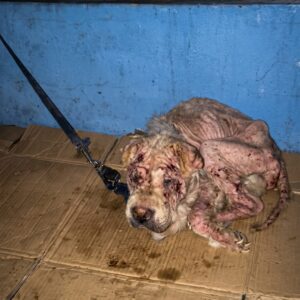Potchie’s Journey: From Lifelong Confinement to Joyful Mobility in Months