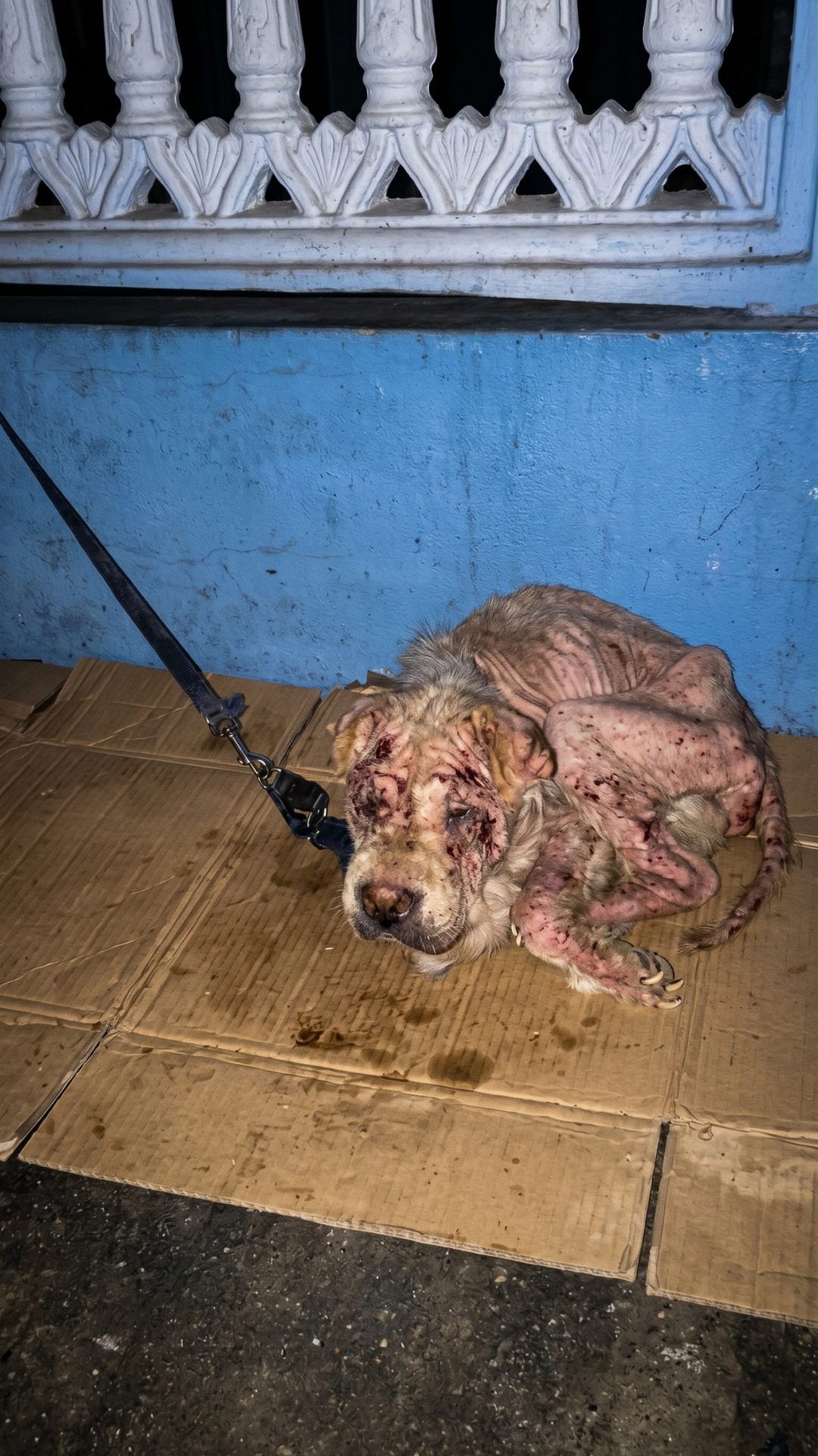 Potchie’s Journey: From Lifelong Confinement to Joyful Mobility in Months