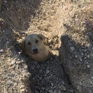 Rescue Progress: Eight Days After a Landslide, a Mother Dog and Puppies Thrive