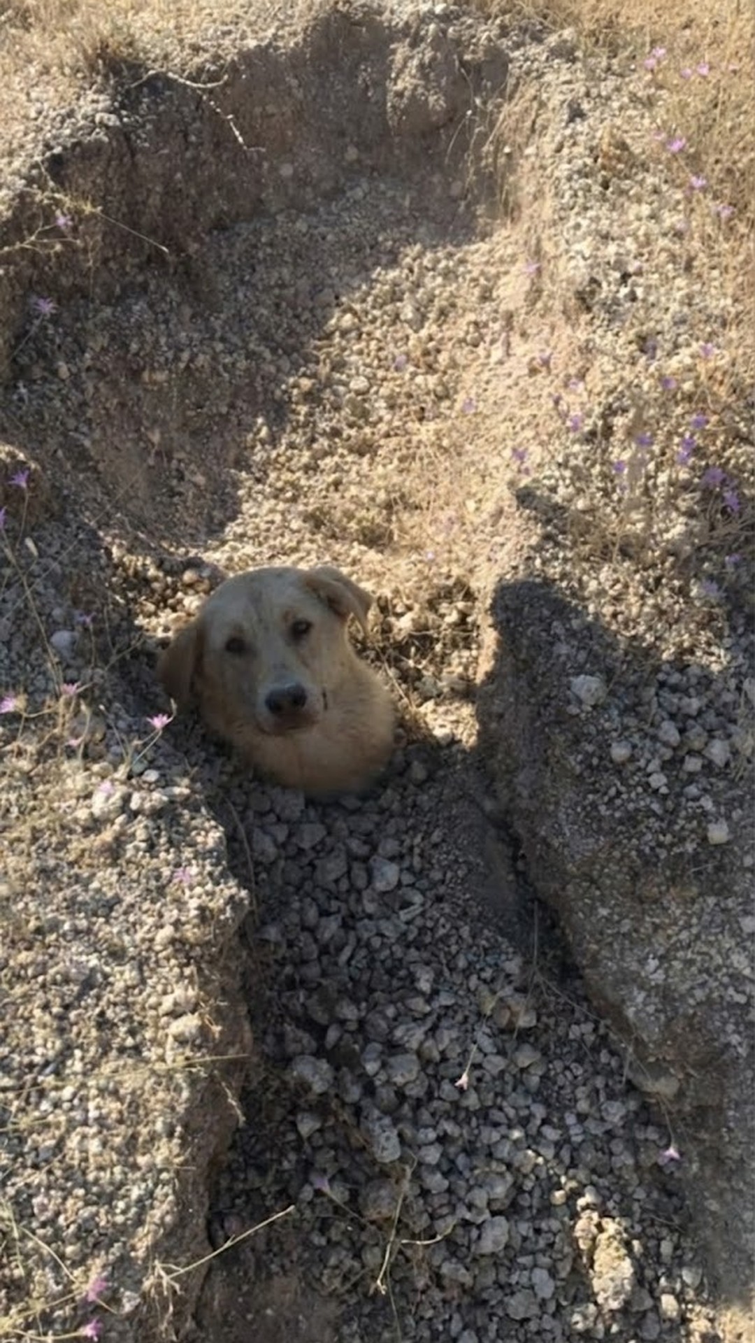 Rescue Progress: Eight Days After a Landslide, a Mother Dog and Puppies Thrive