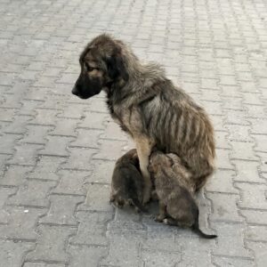 From Abandonment to Recovery: Liza's Transformation in Just 15 Days
