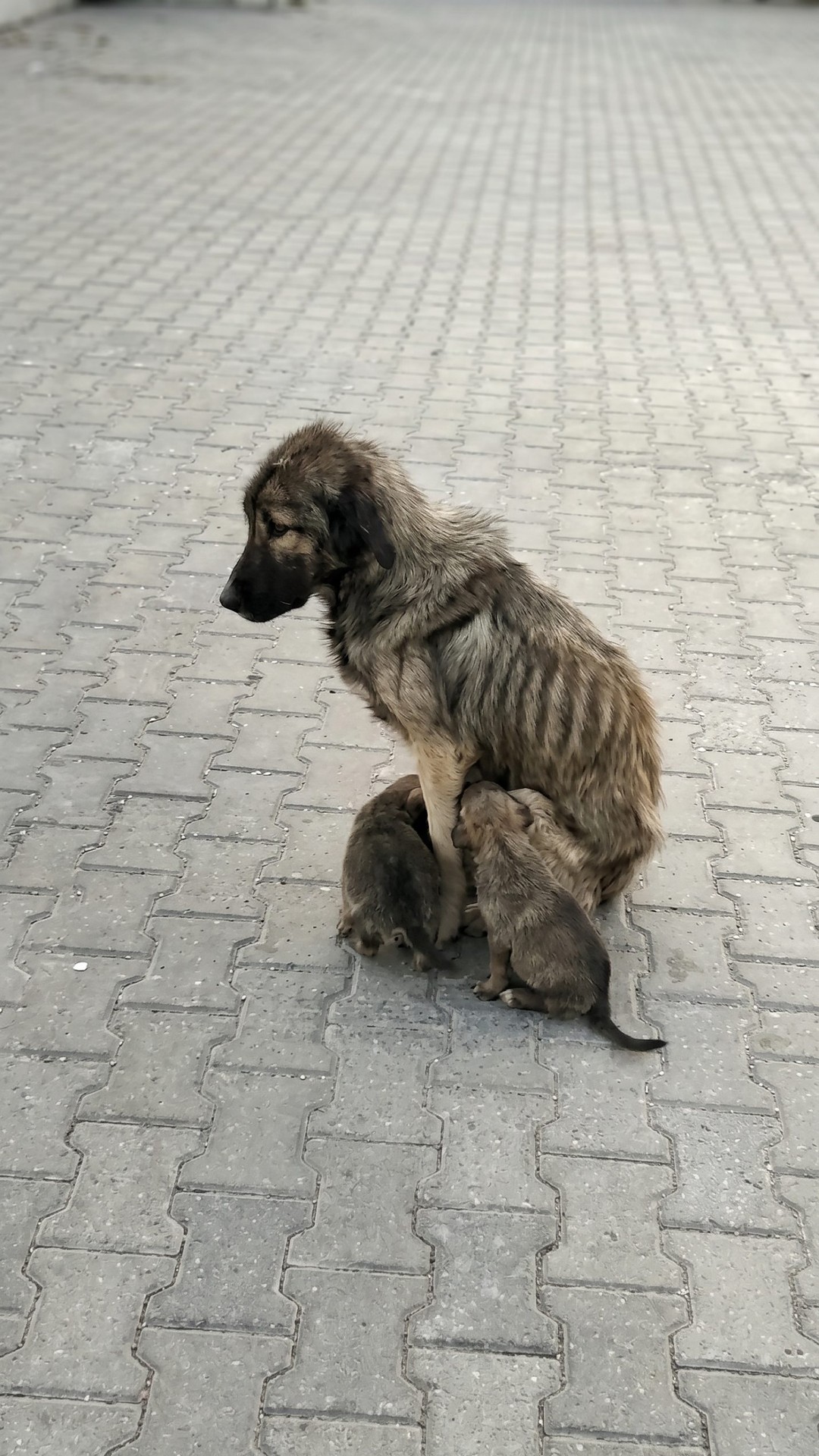 From Abandonment to Recovery: Liza's Transformation in Just 15 Days
