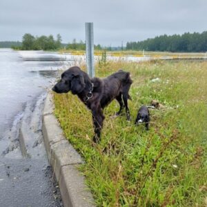 From Abandonment to Nurturing: A Mother Dog's Unexpected Bond