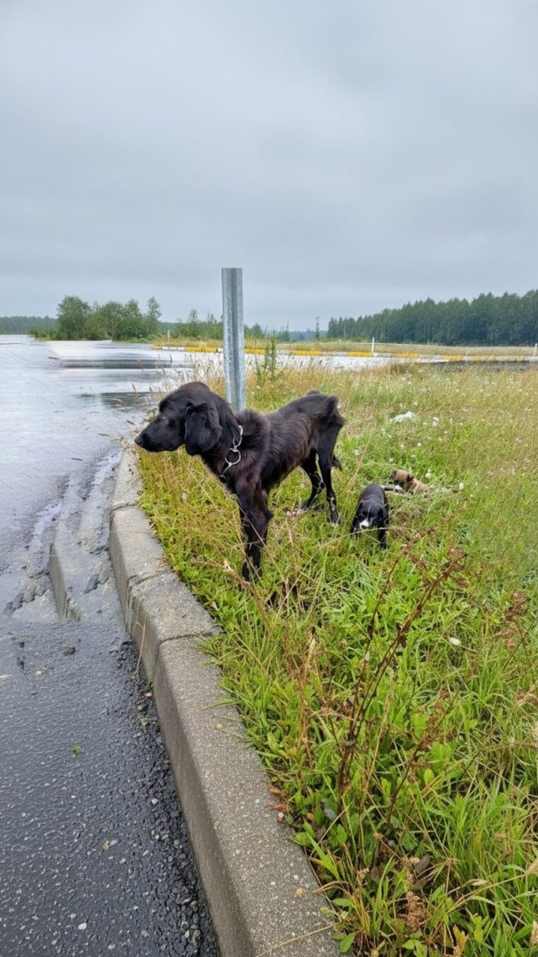 From Abandonment to Nurturing: A Mother Dog's Unexpected Bond