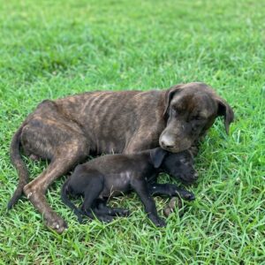 Rescue Team Discovers Starving Mother Dog and Her Three Puppies