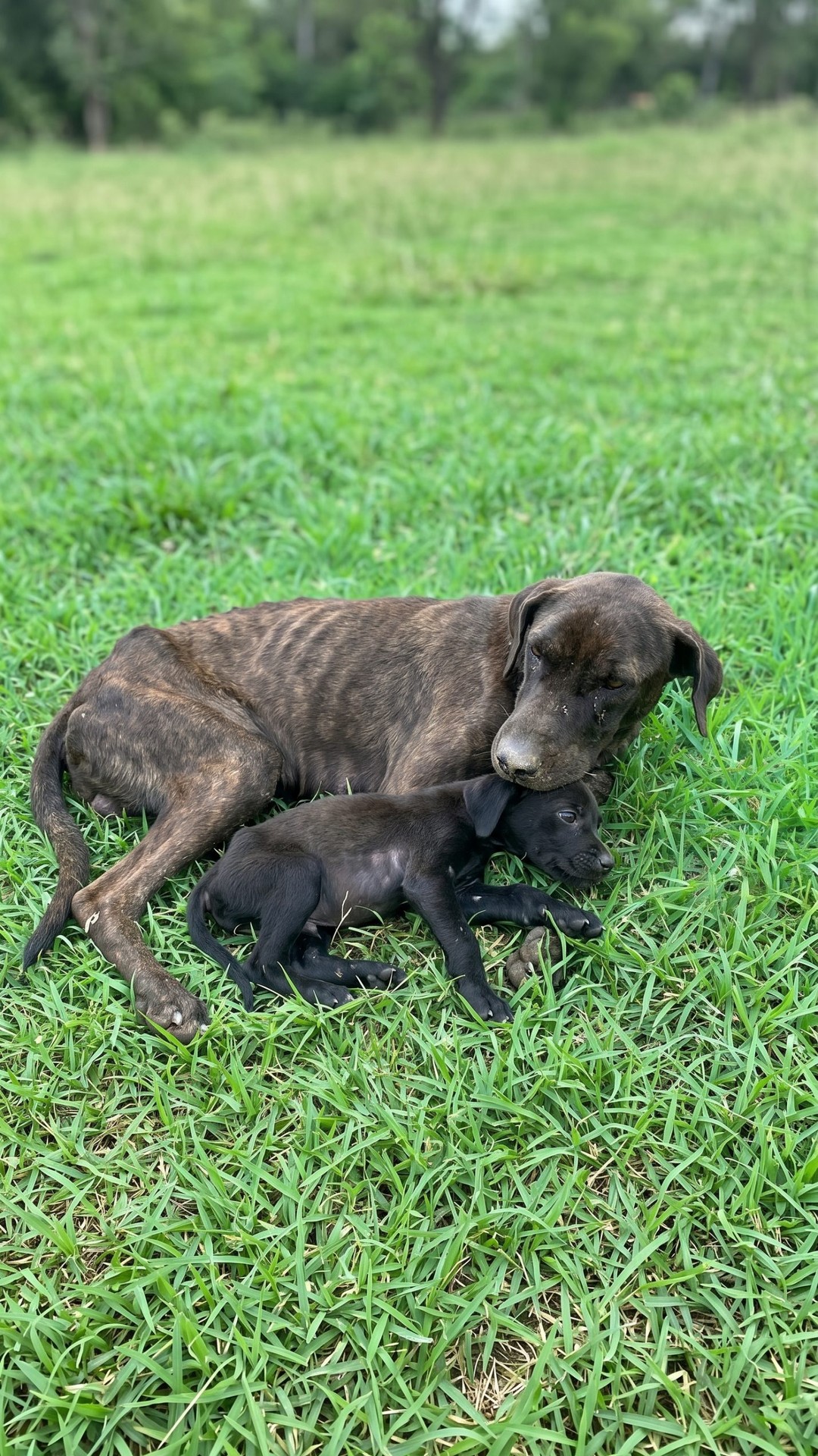 Rescue Team Discovers Starving Mother Dog and Her Three Puppies