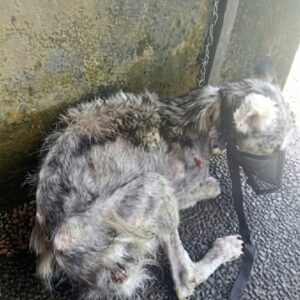 Husky Rescued from Bali's Heat After a Life of Struggle