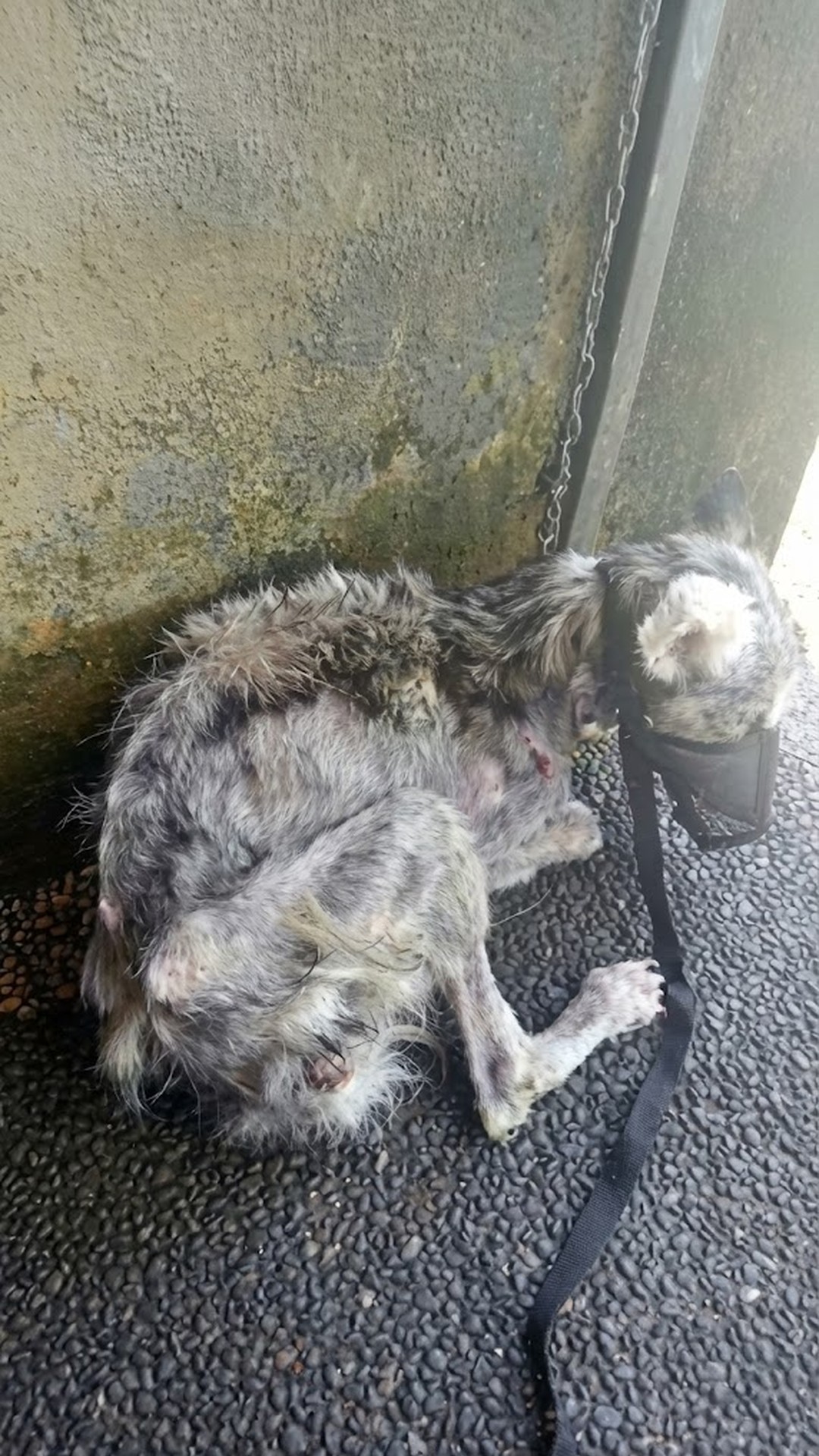 Husky Rescued from Bali's Heat After a Life of Struggle