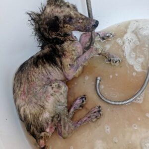 Rescue of Fighter: A Freezing Night Leads to a New Beginning