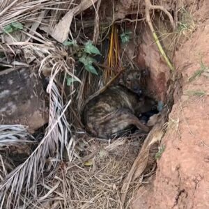 Rescued from Abandonment: Ninhada's Journey to Safety and Trust