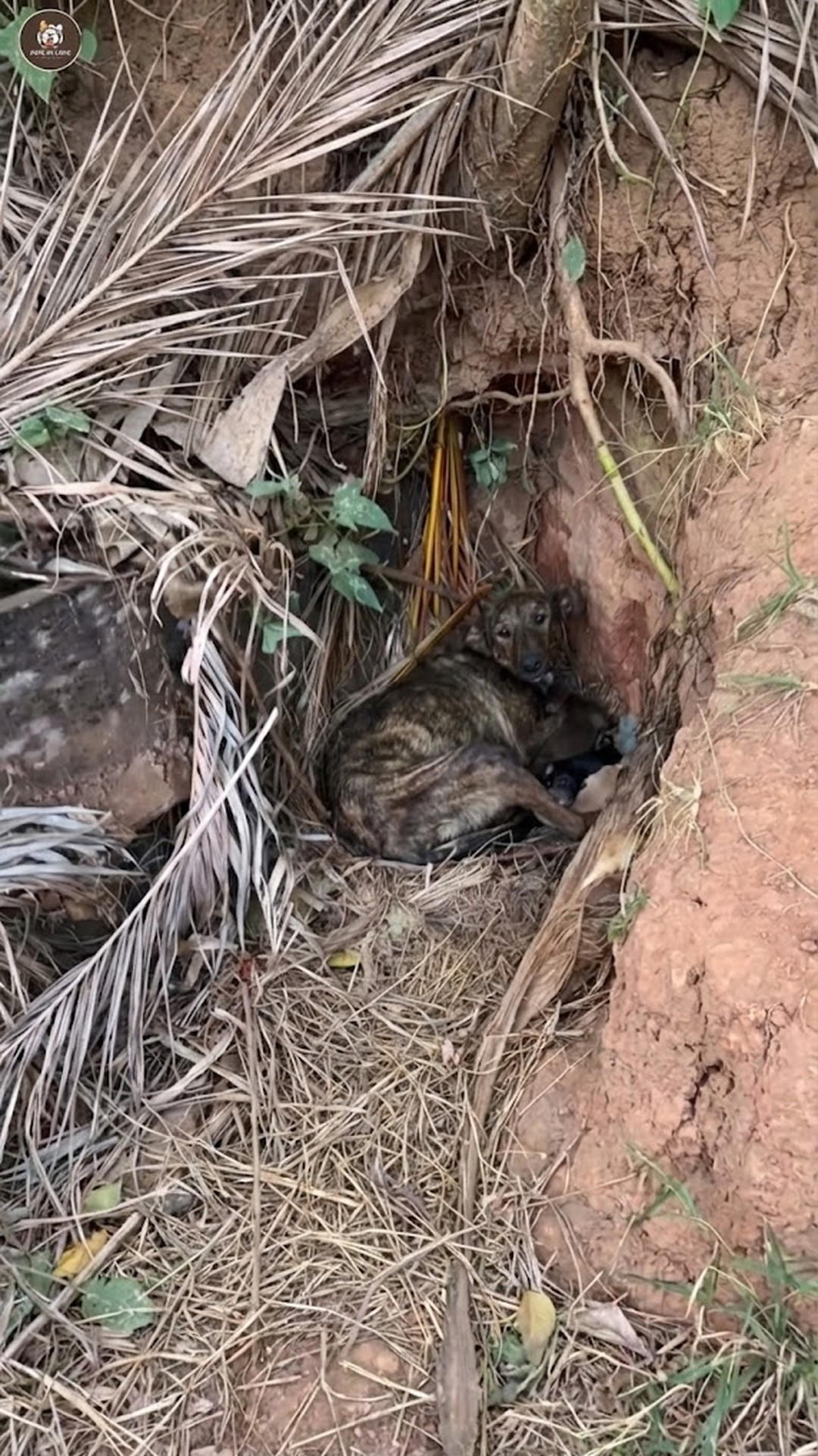 Rescued from Abandonment: Ninhada's Journey to Safety and Trust