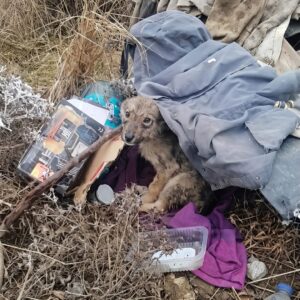 LittleFoot’s Struggle: Overcoming Rickets After Storm's Fury