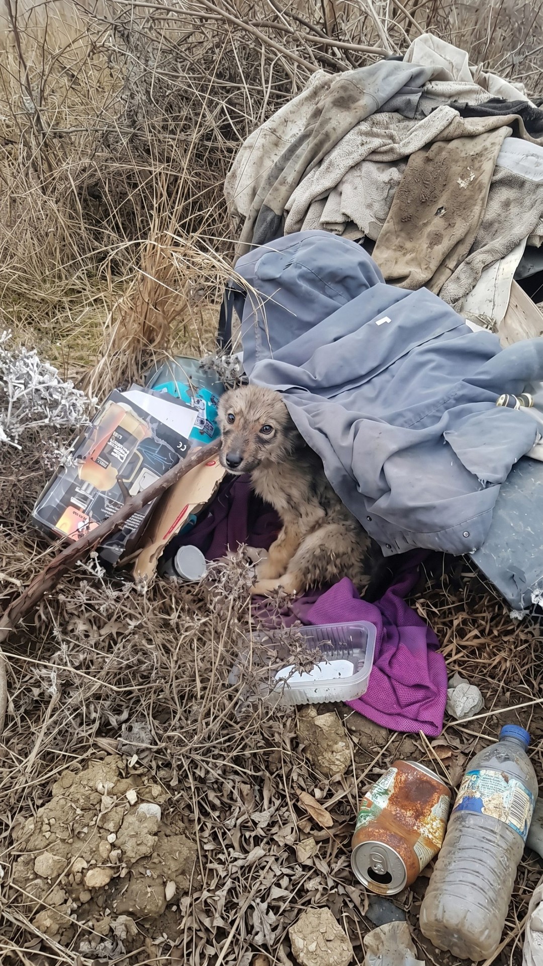 LittleFoot’s Struggle: Overcoming Rickets After Storm's Fury