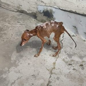 Mangito's Small Wag Signals a Big Change After Rescue