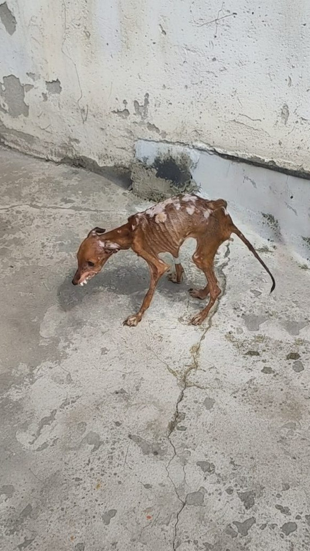 Mangito's Small Wag Signals a Big Change After Rescue