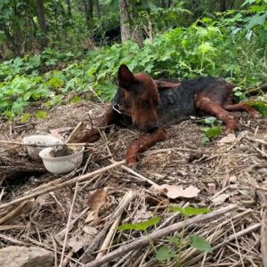 Hongyu's Recovery: From Heatstroke to Happy Hopefulness After Rescue