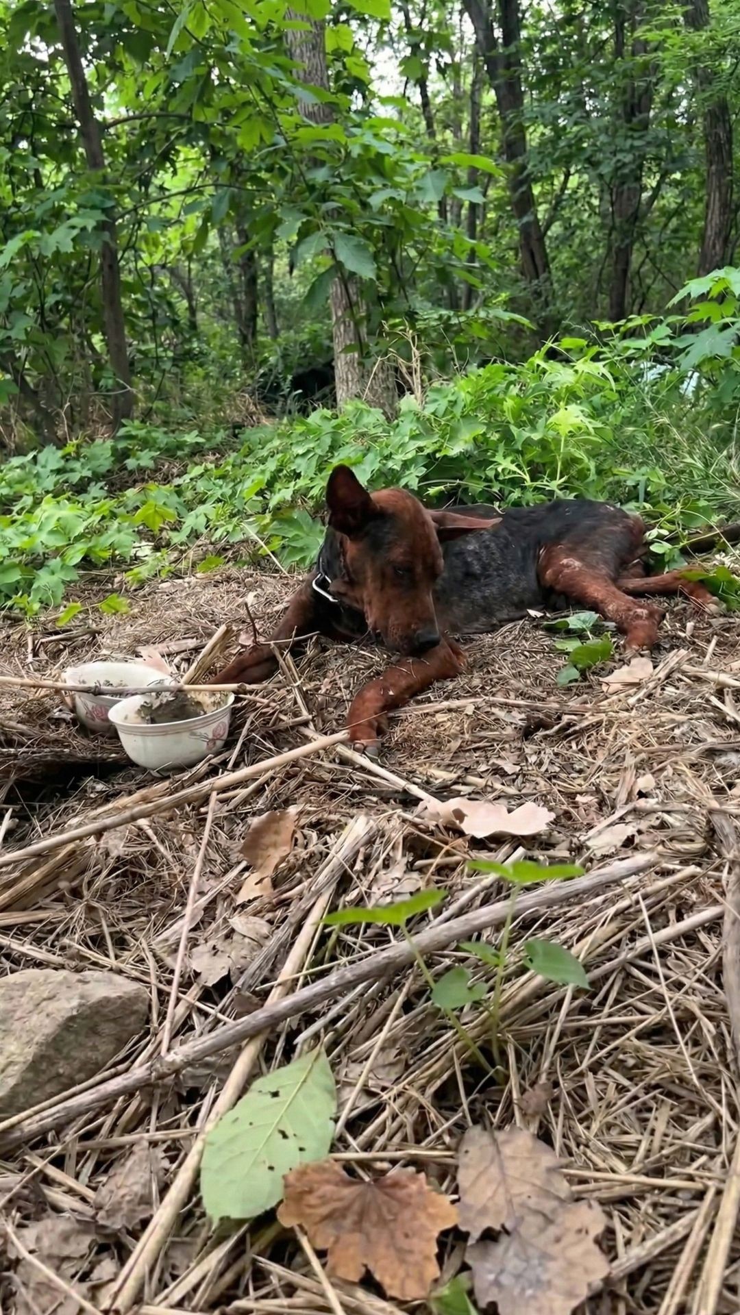 Hongyu's Recovery: From Heatstroke to Happy Hopefulness After Rescue
