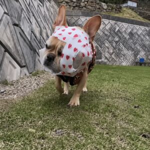 Lucy the French Bulldog Takes Steps Toward a New Life