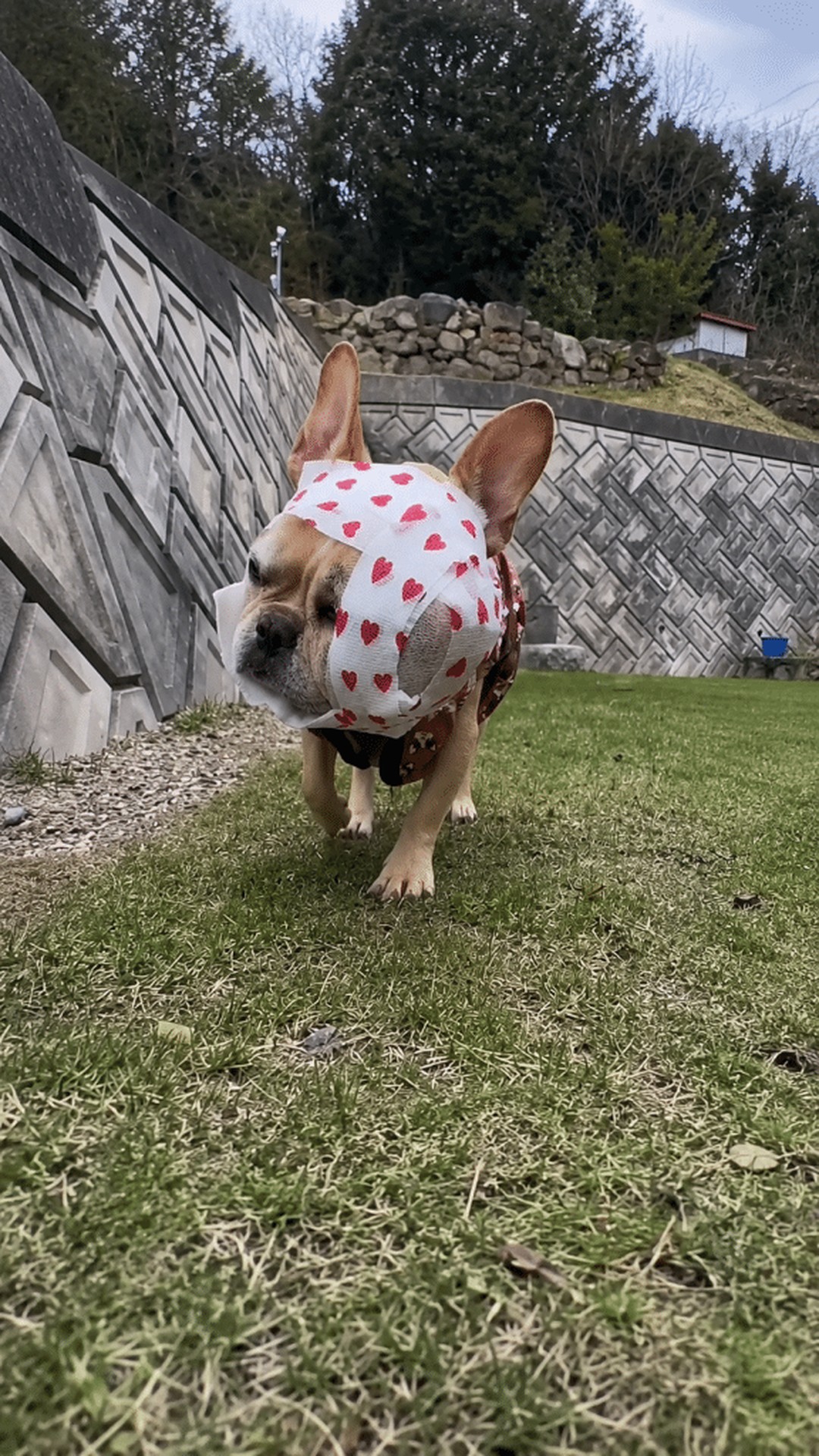 Lucy the French Bulldog Takes Steps Toward a New Life