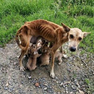 Hope's Remarkable Recovery: From Emaciation to Health After Rescuing Six Puppies