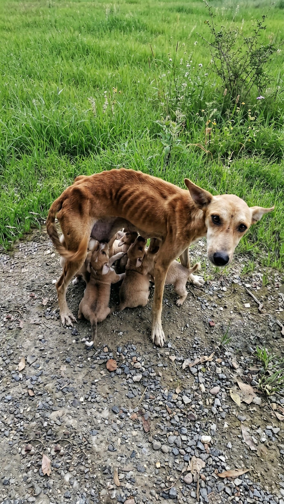Hope's Remarkable Recovery: From Emaciation to Health After Rescuing Six Puppies
