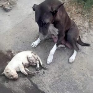 Ellie the Puppy Shows Remarkable Recovery After Three Days of Waiting