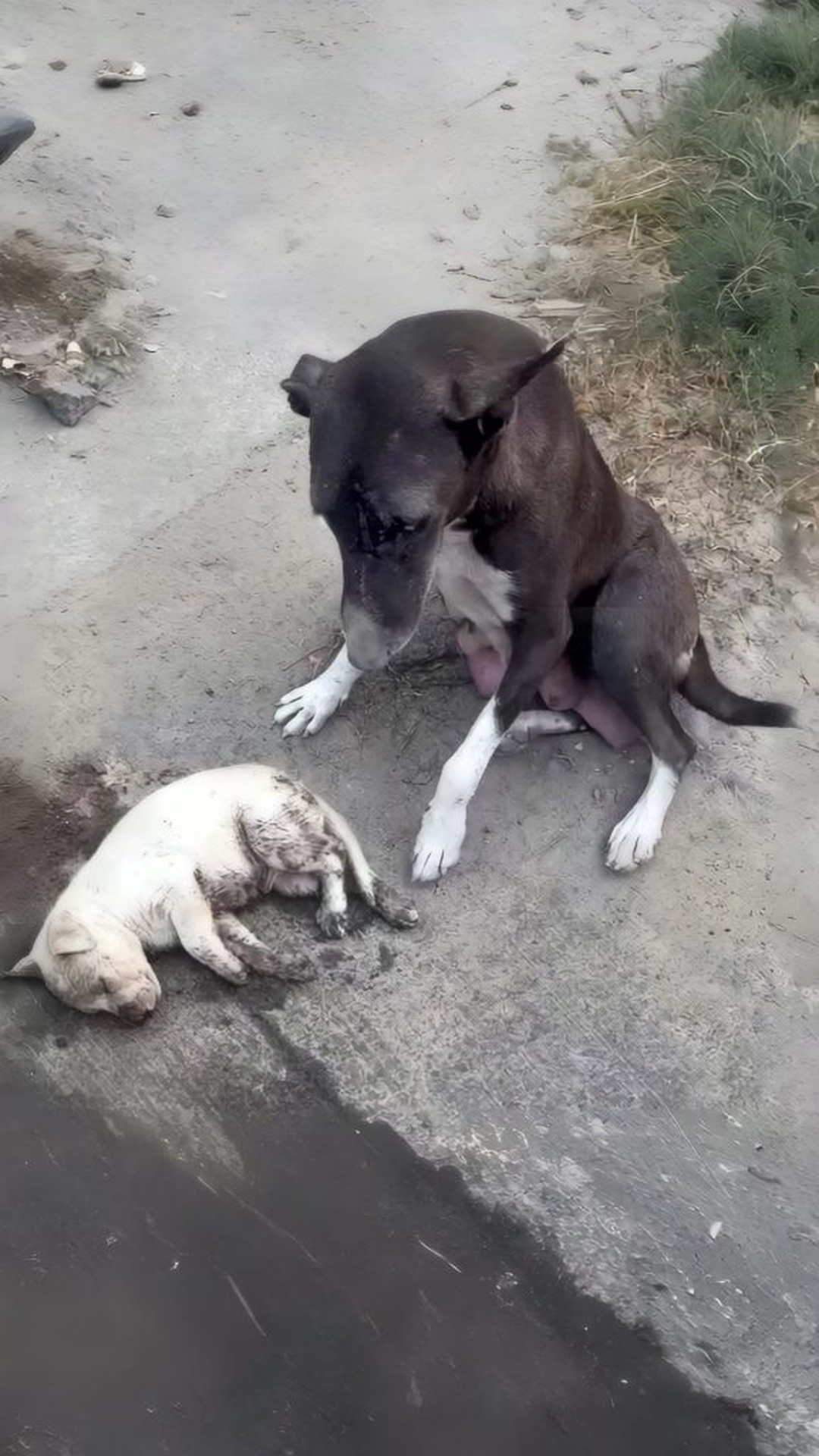 Ellie the Puppy Shows Remarkable Recovery After Three Days of Waiting