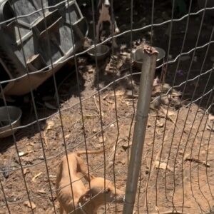 Five Dogs Progress from Neglect to Recovery Over Eight Weeks